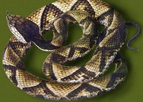 毒蛇4.3密卡最新爆料,揭秘游戏新内容与更新亮点  第2张